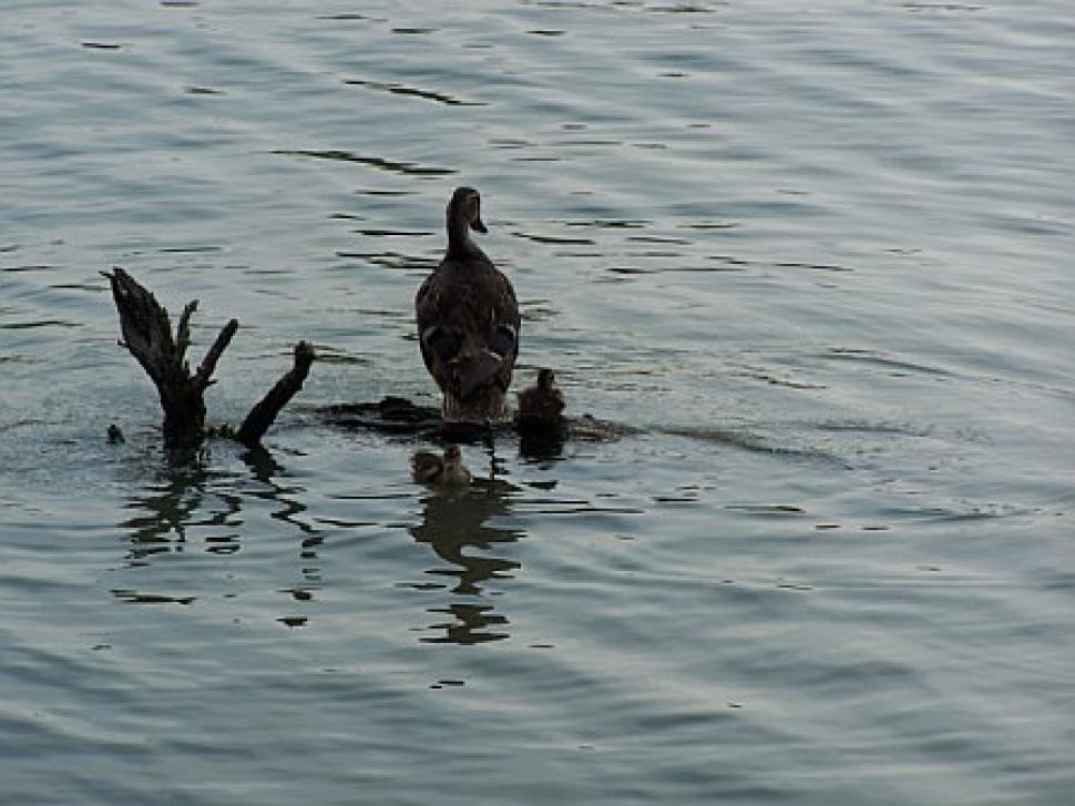 Free Image of Mother Duck and Babies 