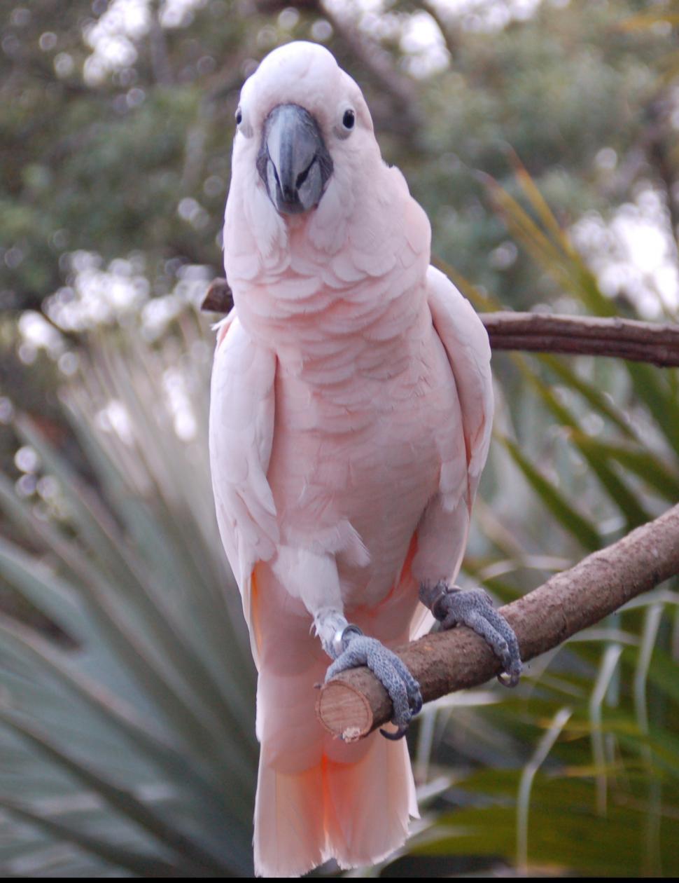 Download Free Stock Photo of Pink Bird in New Orleans Zoo 