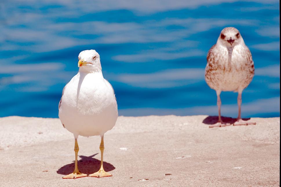 Free Image of Two birds 