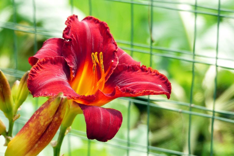 Free Image of Daylily   Momma s Red Peppers  Flower 