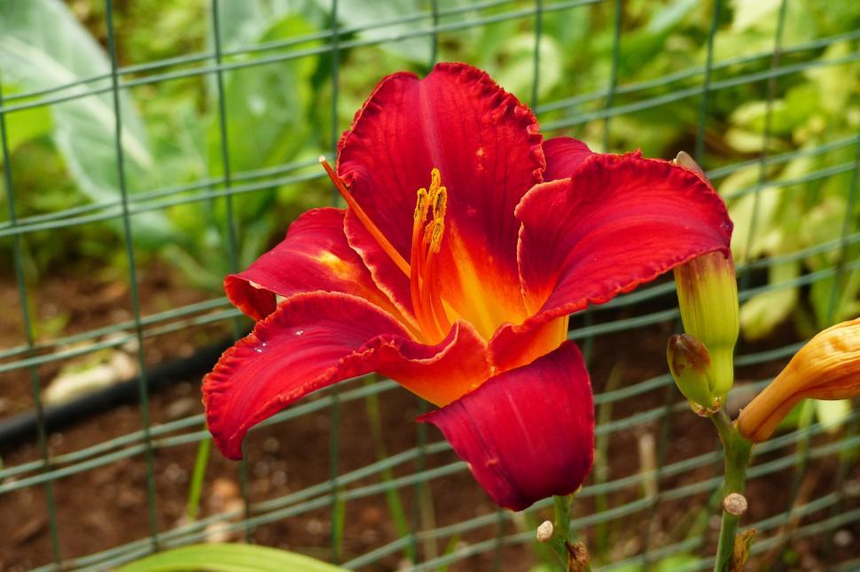 Free Image of Daylily Momma s Red Peppers  