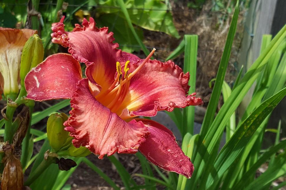 Free Image of Daylily  Tetrina s Daughter  Pink Flower 