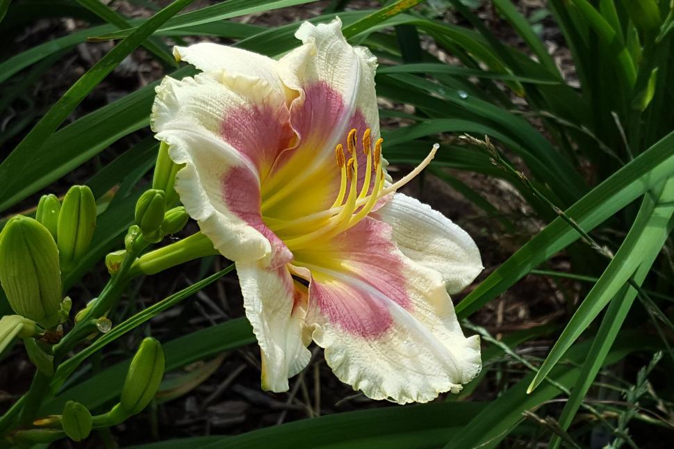 Free Image of  When My Sweetheart Returns  Daylily 