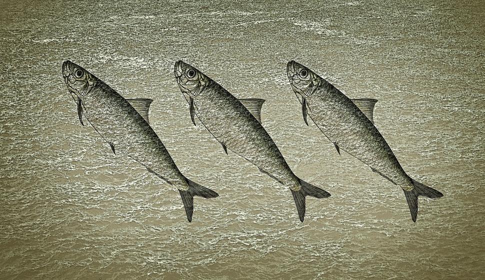 Free Image of Stylized Sardines on Rough Water Background 
