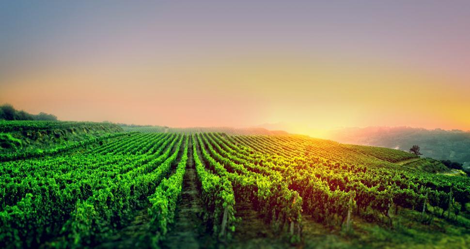 Download Free Stock Photo of Sunrise Over the Vineyard 