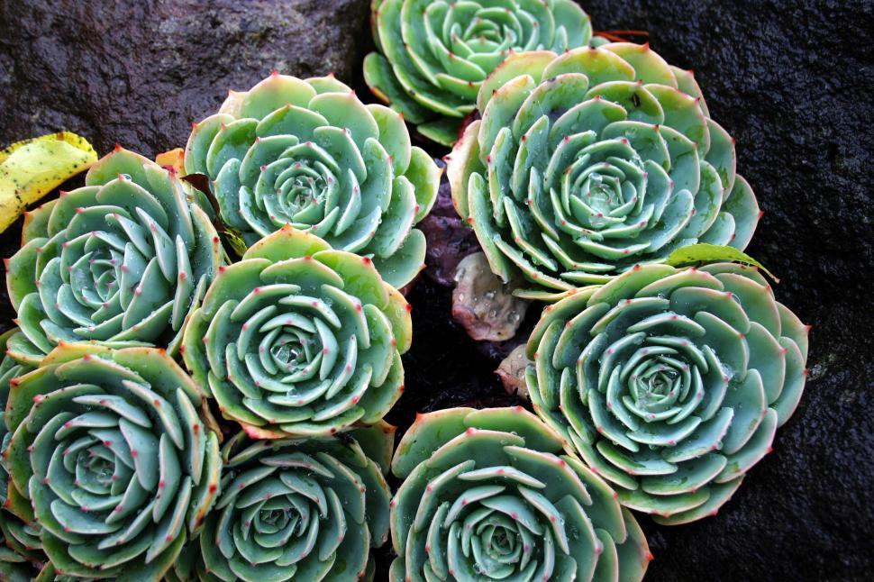 Free Image of Succulent cluster 