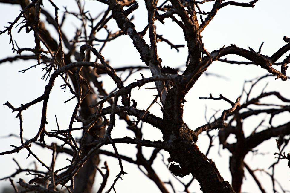 Free Image of Tree branches 