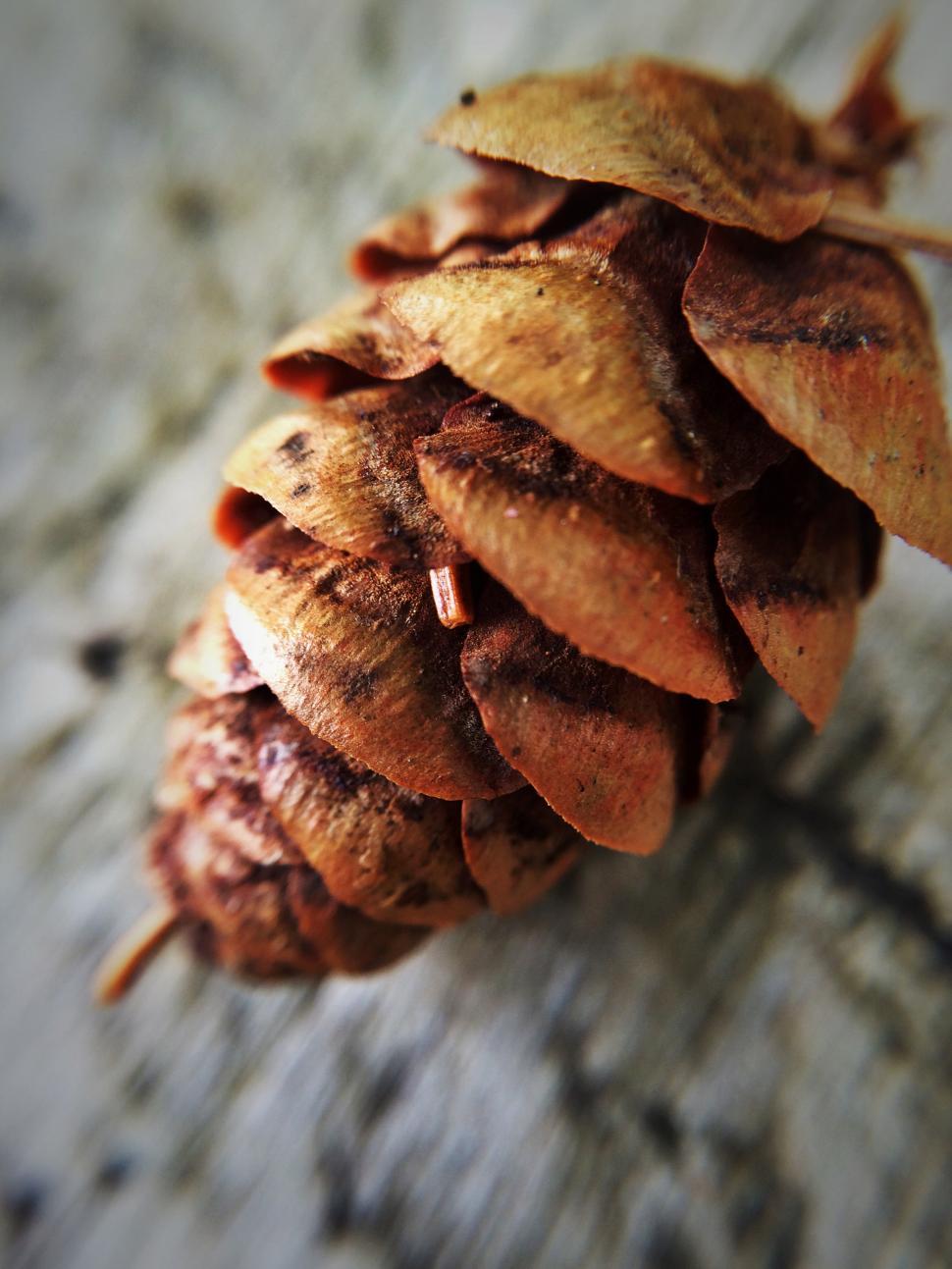 Free Image of Macro Pinecone  