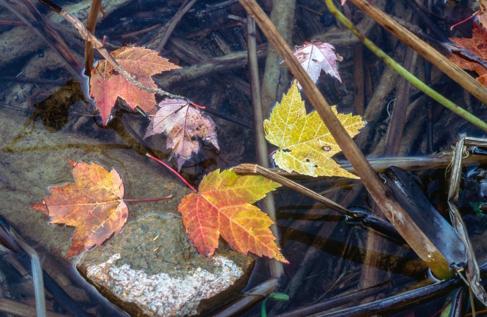 Free Image of Fellen Leaves In Lake 