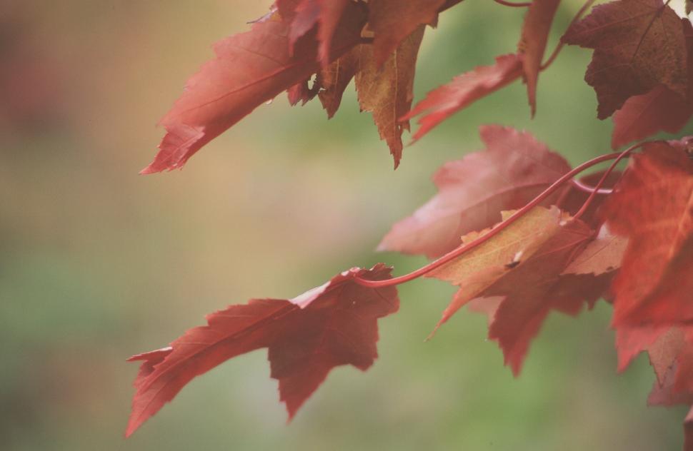 Free Image of Red Leaves Background 
