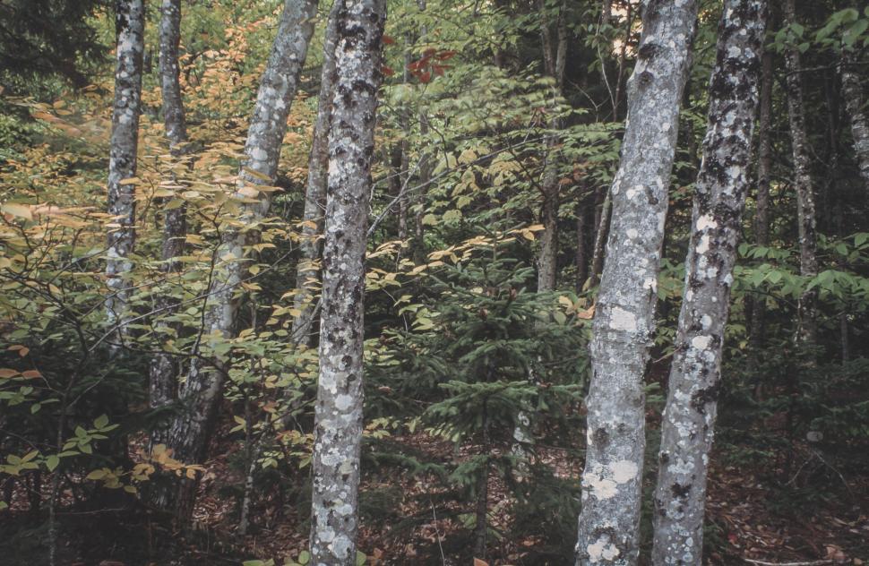 Free Image of Fall forest foliage 