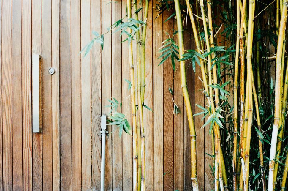 Free Image of Bamboo Tree Next to Wooden Fence 