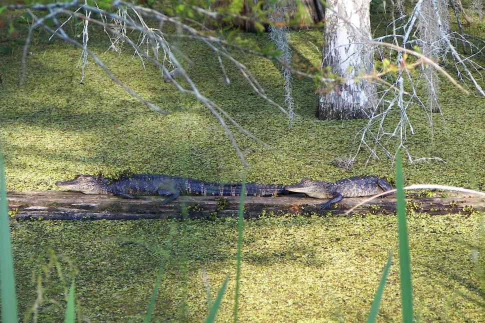 Free Image of Alligators Sunning 