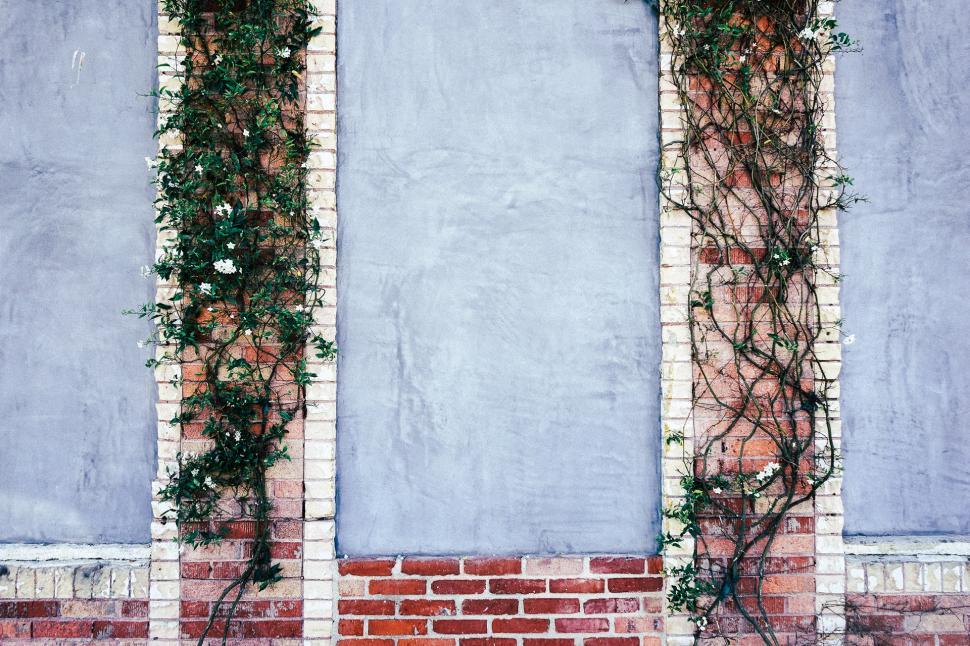 Free Image of Ivy-Covered Brick Wall 