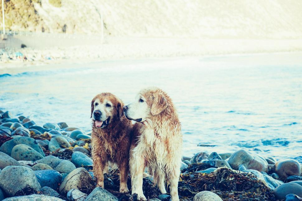 Free Image of Two Dogs Standing on Rocky Beach Next to Ocean 
