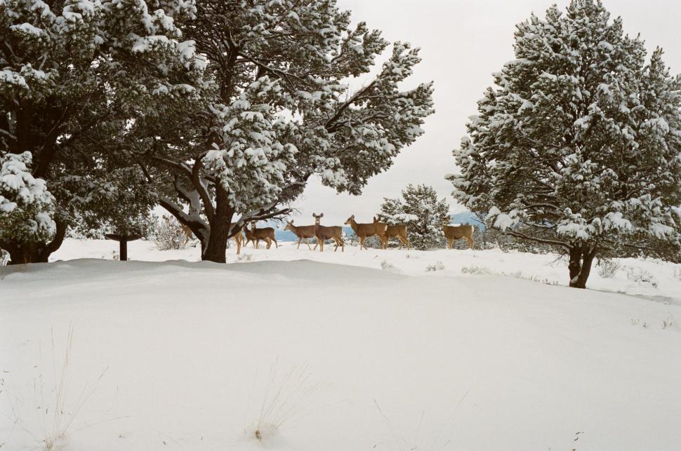 Free Image of Herd of Deer Walking Across Snow Covered Field 