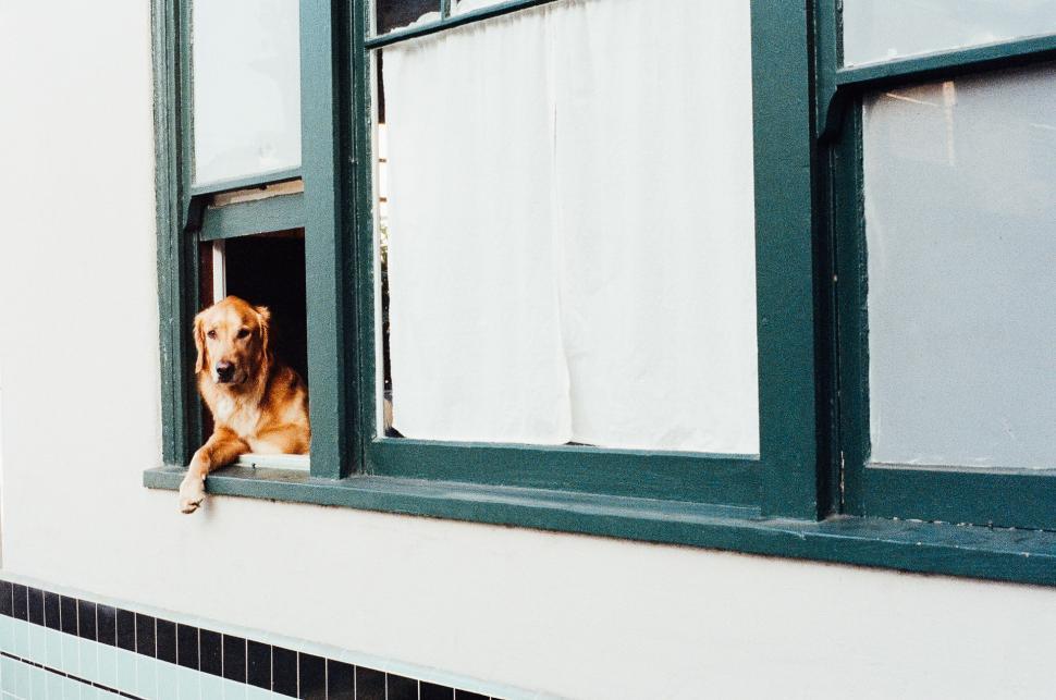 Free Image of Dog Looking Out of Window 