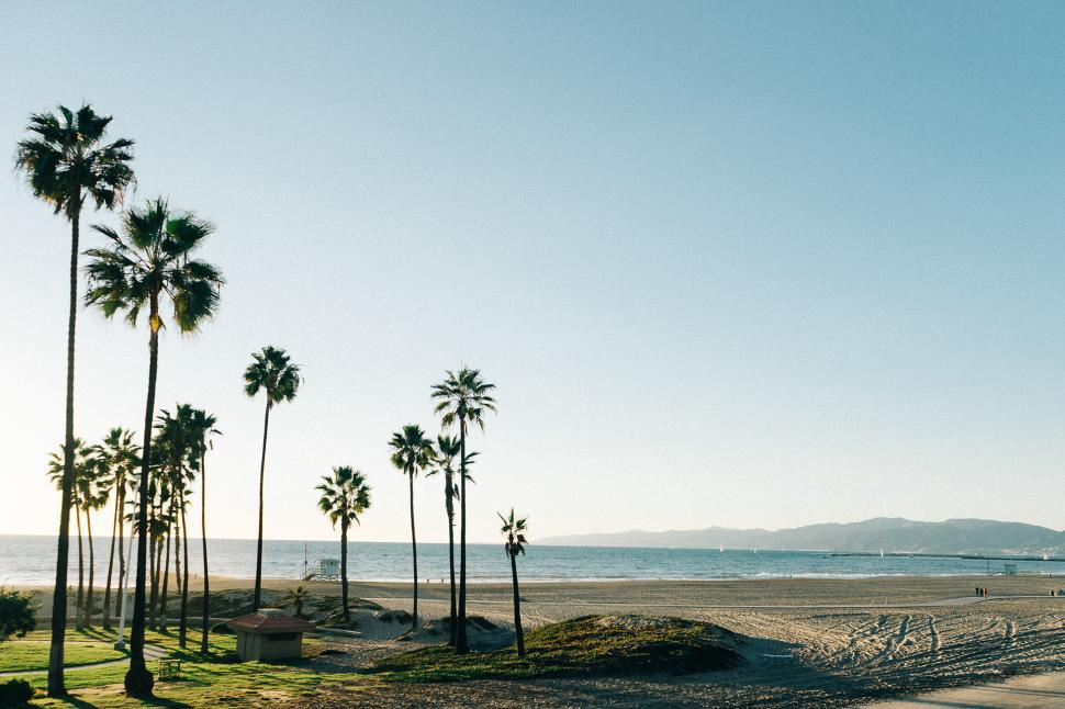 Free Image of Palm Trees and Ocean at Beach 