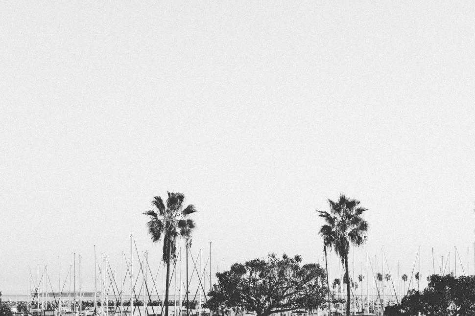 Free Image of Palm Trees and Boats by the Shore 