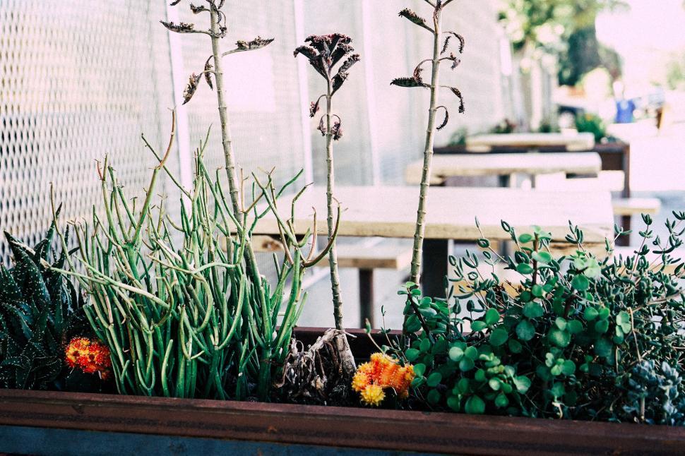 Free Image of Diverse Plants in Planter 