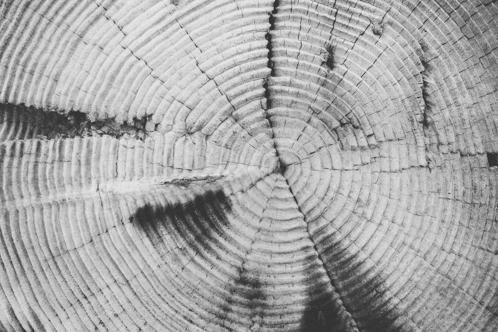 Free Image of Close Up of Tree Trunk Cross Section 