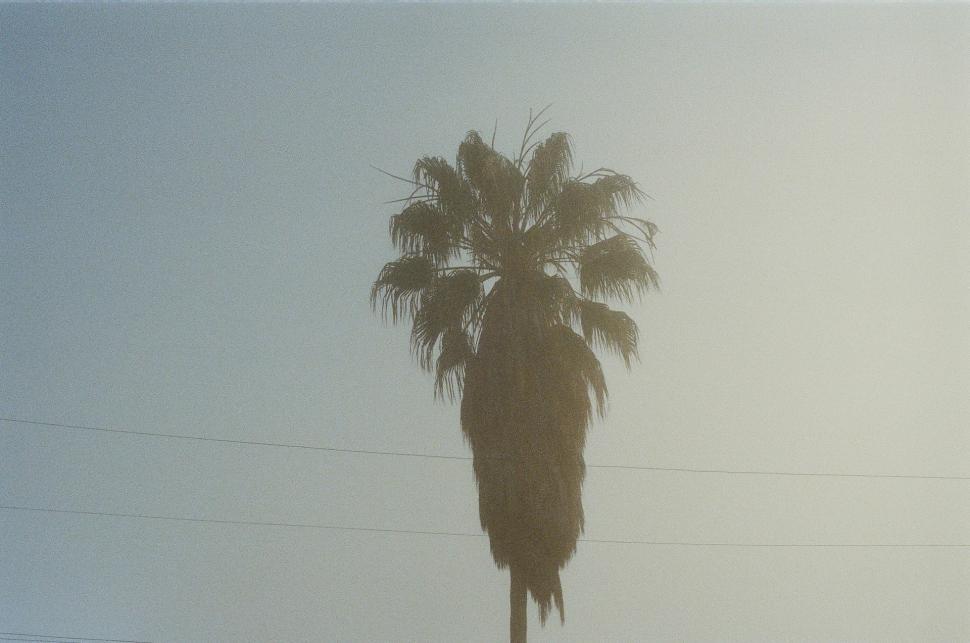 Free Image of Tall Palm Tree by Roadside 