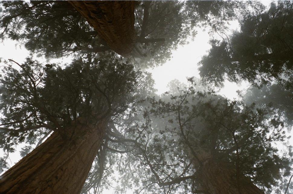 Free Image of Group of Tall Trees Standing Together 