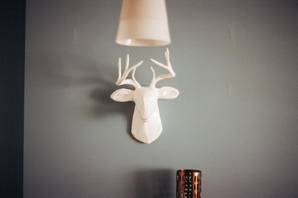 Free Image of Mounted White Deer Head on Wall 