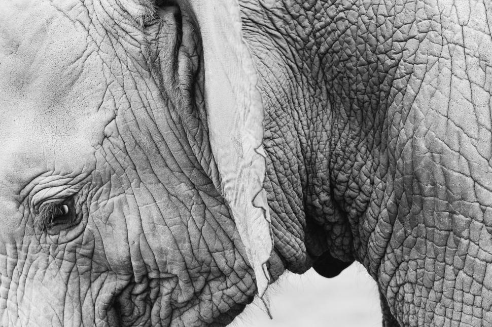 Free Image of Majestic Elephant Face in Black and White 
