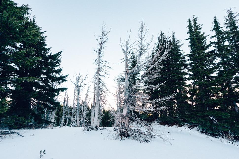 Free Image of Trees Covered in Snow 