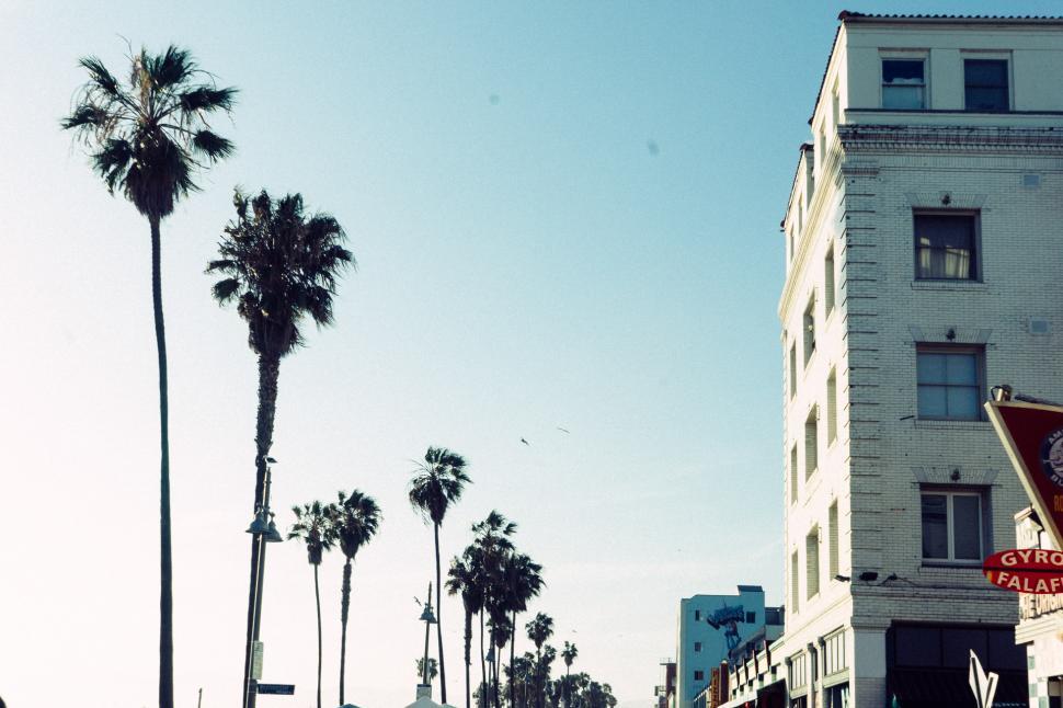 Free Image of City Street With Palm Trees and Clock Tower 
