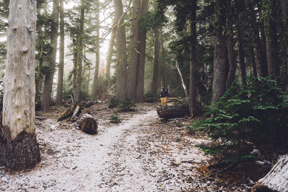 Free Image of Snowy Trail Through Woodlands 