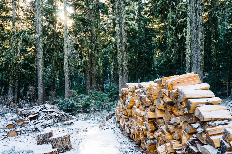 Free Image of Heap of Logs Amidst Forest 
