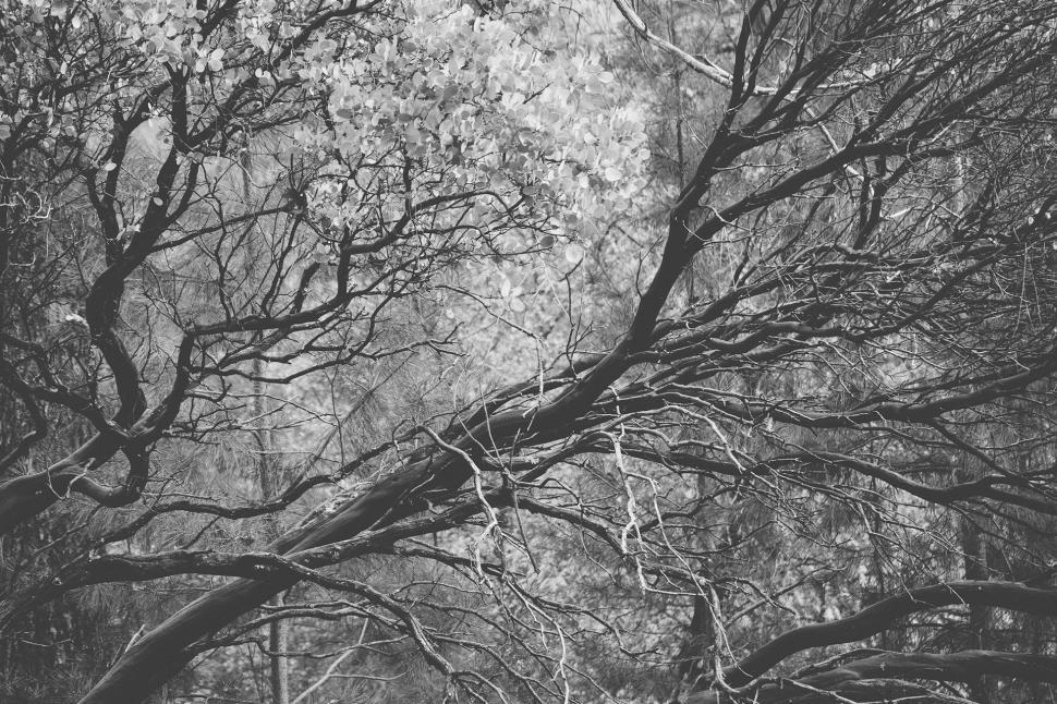 Free Image of Trees in the Woods 