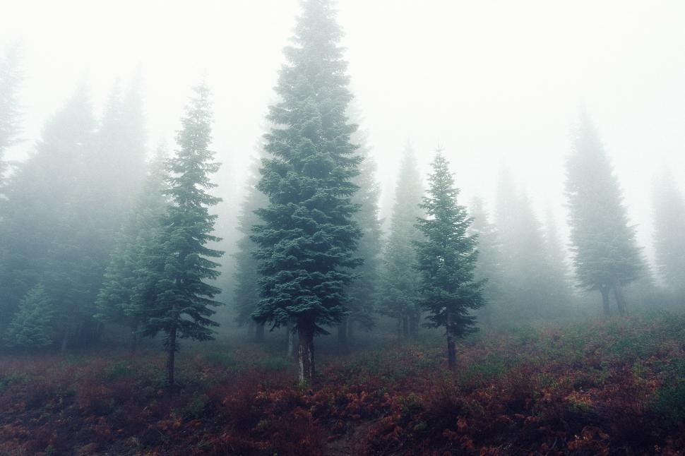 Free Image of Dense Pine Forest in a Wilderness 