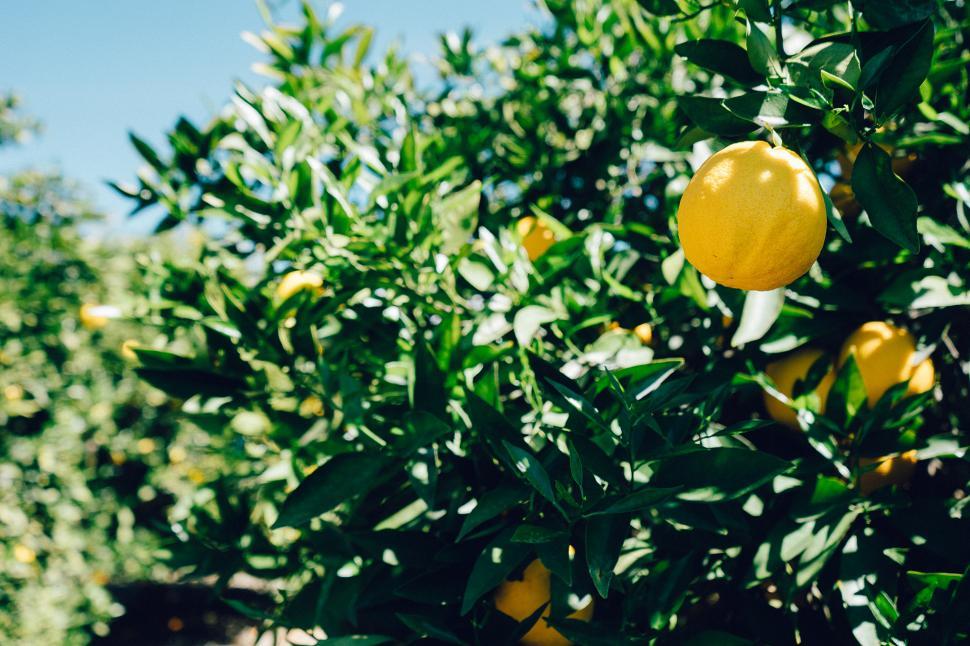 Free Image of Tree Filled With Ripe Lemons 