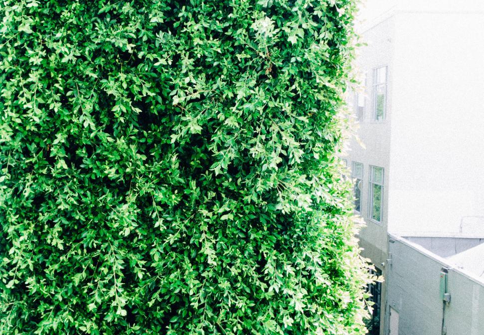 Free Image of Tall Green Bush Next to Building 