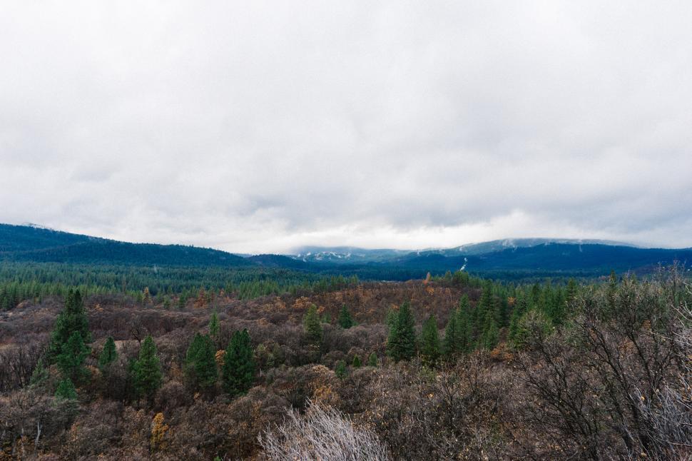 Free Image of Forest With Mountains in the Background 