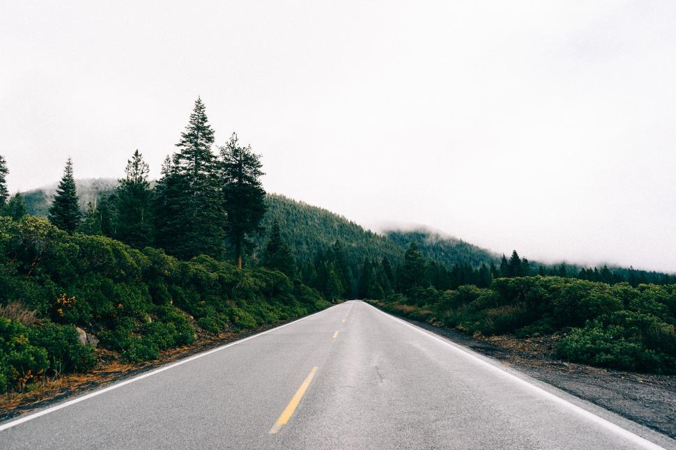 Free Image of Empty Road Flanked by Trees 