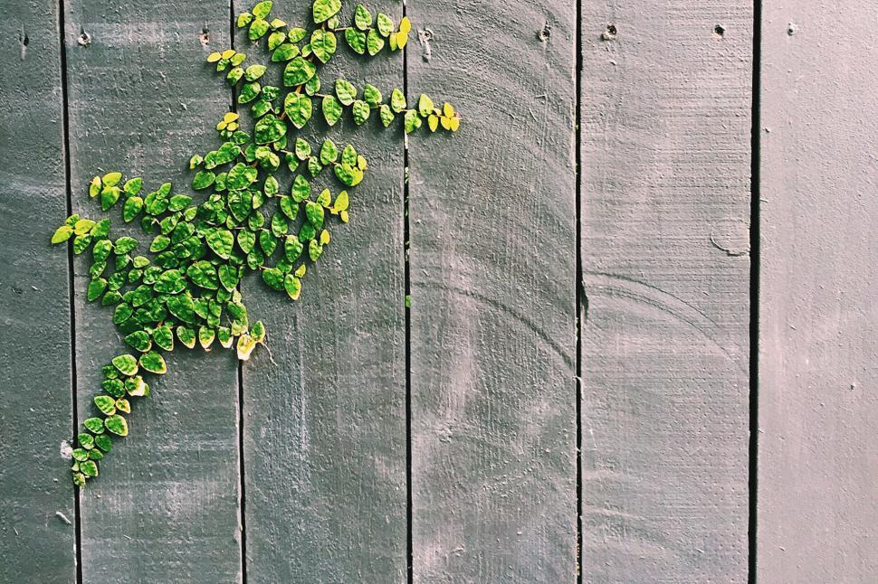 Free Image of Plant Growing Out of Wooden Fence 