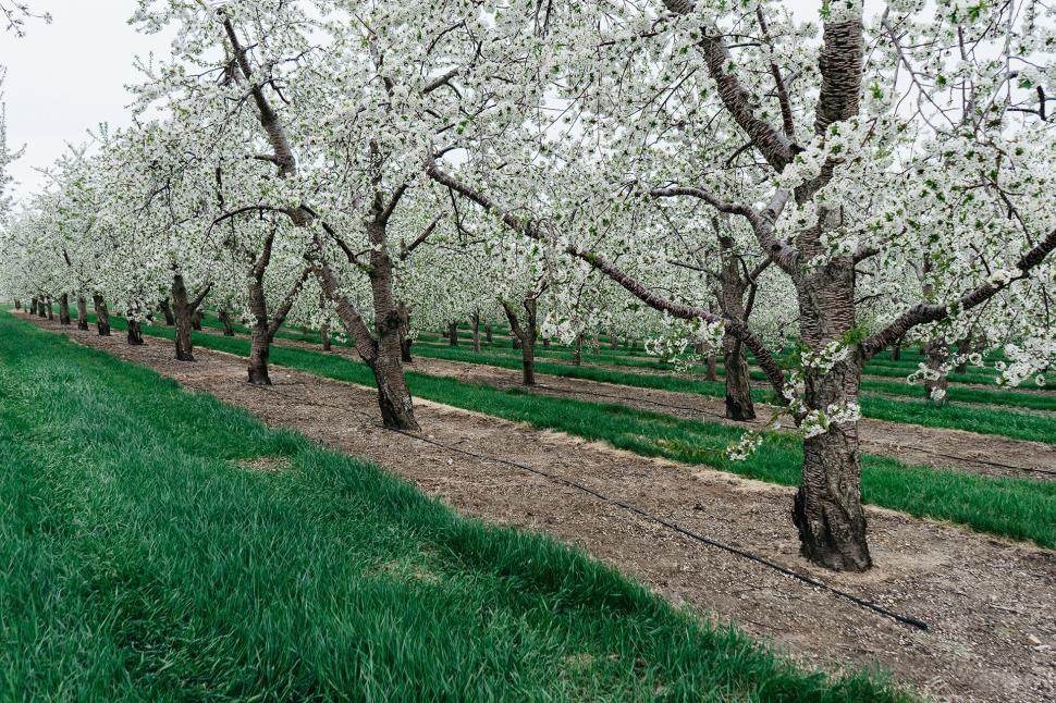 Free Image of Row of Trees With White Flowers 