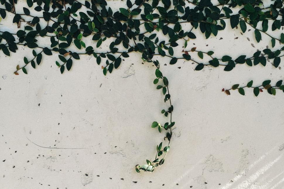 Free Image of Vine Growing on Side of Wall 