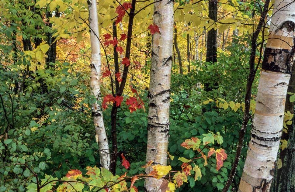 Free Image of View of Autumn Birch Trees 