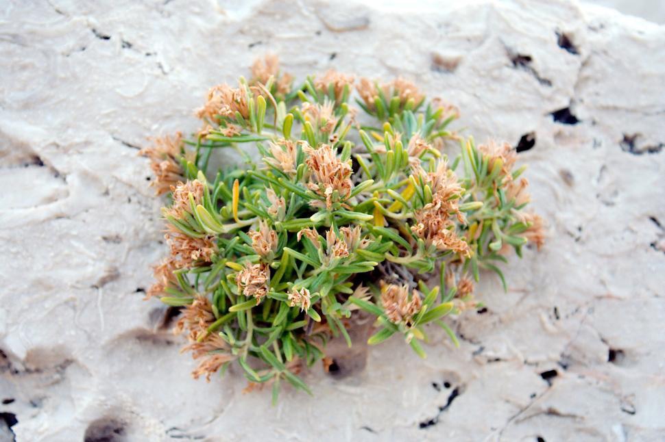Free Image of Small plant  