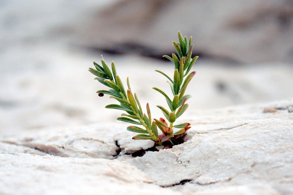 Free Image of Small plant sprout 