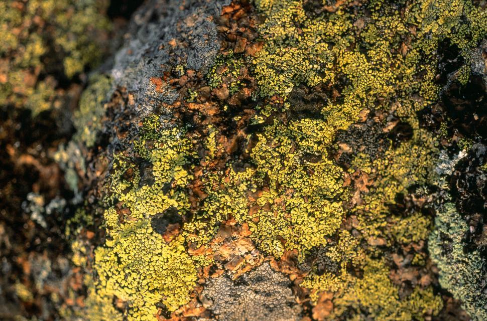 Free Image of Close-up of lichen on a rock. 