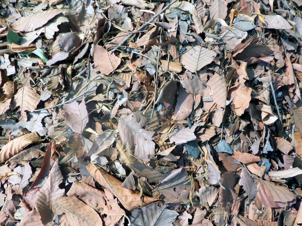 Free Image of Withered, fallen leaves 