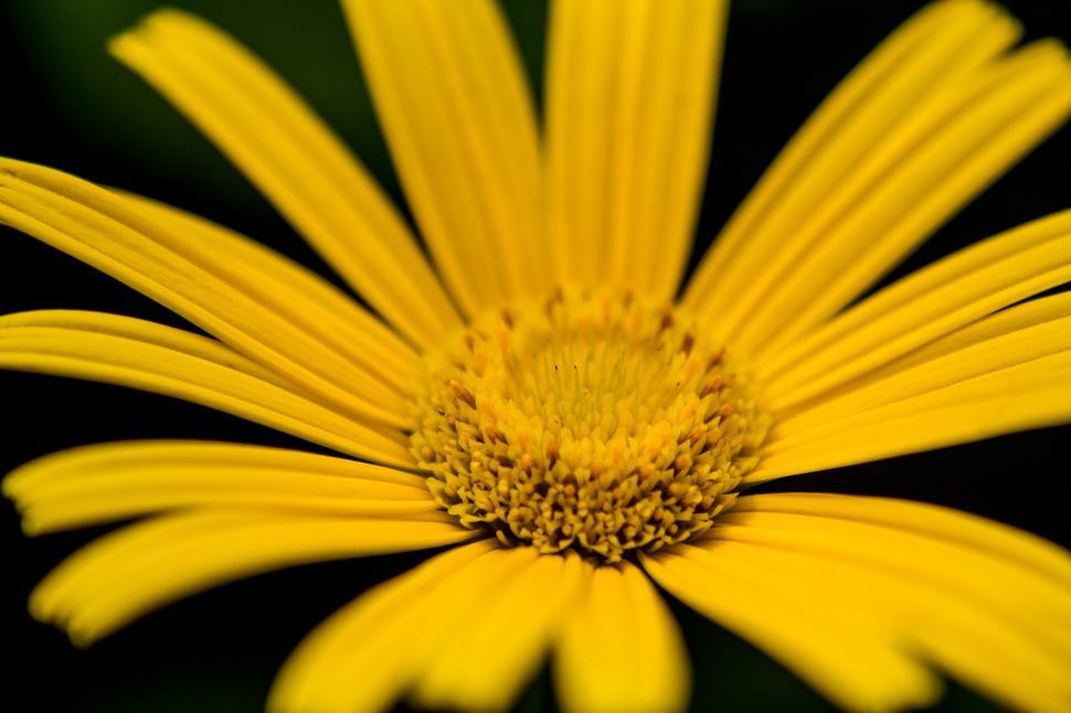 Free Image of Yellow flower  