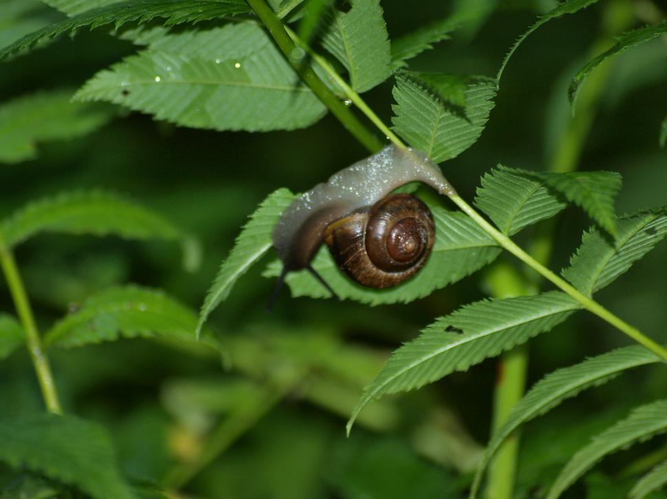 Free Image of Snail in garden  