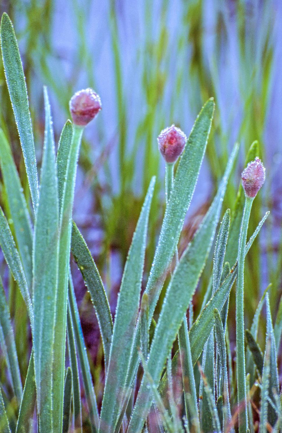Free Image of Wet Flower Buds 